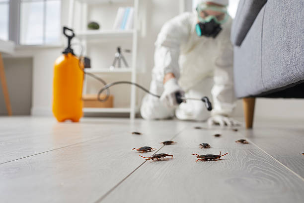 Commercial Kitchen Cockroach Control in Neosho